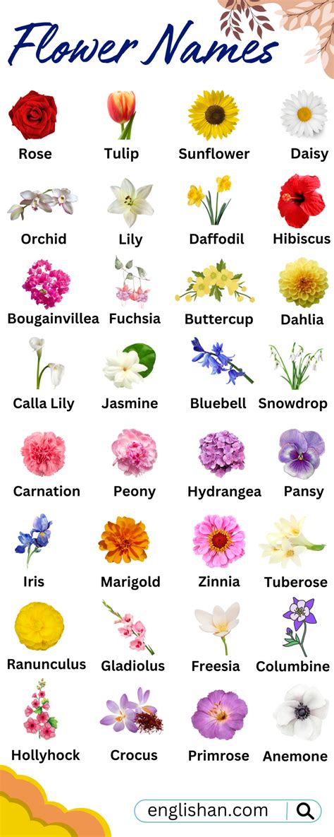 Flowers Names in English with Pictures • Englishan