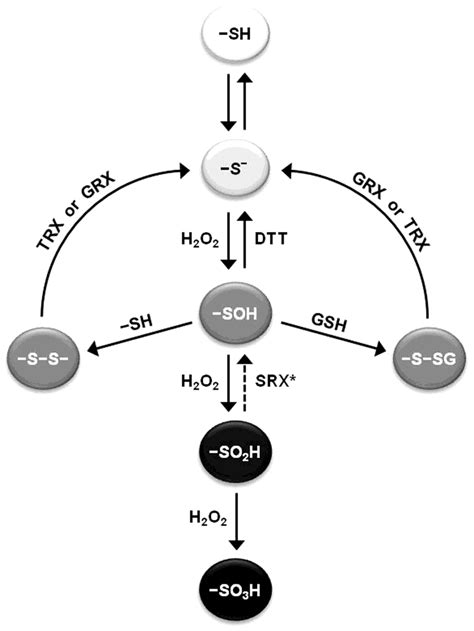 Major Reactions Of Protein Cysteine Sulfenic Acids Reactive Cysteine