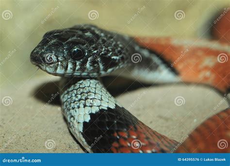 Arizona mountain kingsnake stock photo. Image of detail - 64395576