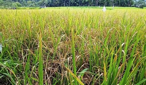 Cara Mengusir Tikus Di Sawah Tanaman Padi Paling Efektif PulauBali ID