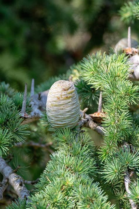 Arbre De C Dre De L Himalaya Ou De C Dre Deodar Avec Les C Nes Femelles