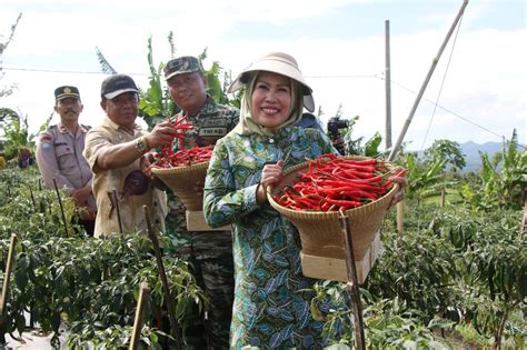 Maksimalkan Lahan Tidur Ratu Tatu Chasanah Jadikan Pabuaran Sentra