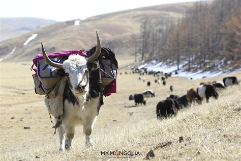 My Mongolia