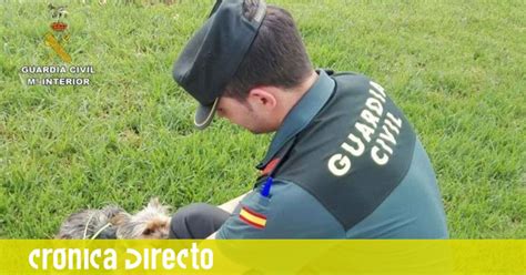 La Guardia Civil Recupera Perros A La Venta En Internet De Un