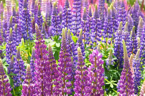 Riverbank Lupine | native plants for sale | Native Foods Nursery