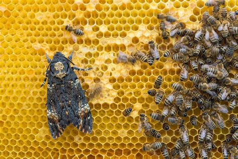 Totenkopfschwärmer Forum für Naturfotografen