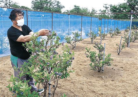 石川県 内灘の砂丘地 ブルーベリー栽培、軌道に｜北陸新幹線で行こう！北陸・信越観光ナビ