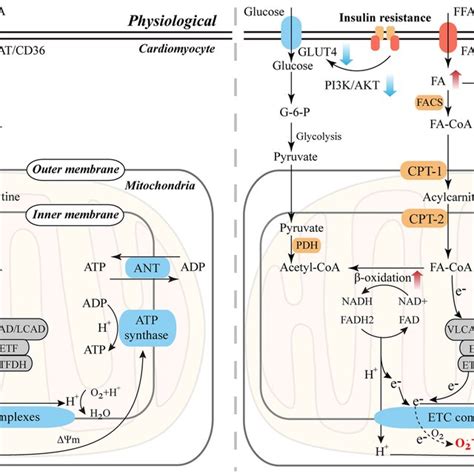 Energy Substrate Metabolism And Mitochondrial Reactive Oxygen Species