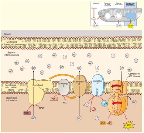 Cadena De Transporte De Electrones Cadena De Transporte De