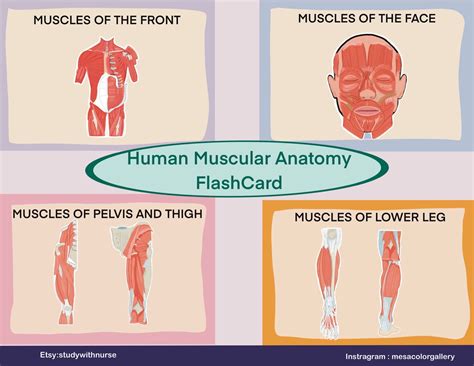 Muscles Anatomy Flashcard Study Guide Digital File Origin Insertion