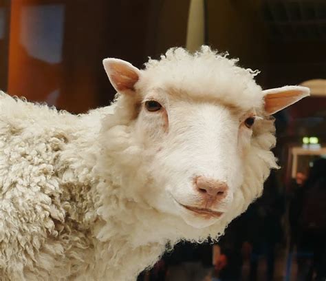 The Legacy Of Dolly The Sheep May Be Your Future Health Lynette M
