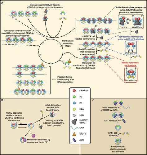 Epigenetic Centromere Propagation And The Nature Of Cenp A Nucleosomes