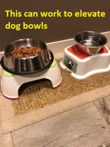 5 Best Elevated Dog Bowls-A Review Of Elevated Dog Bowls-Benefits Of Elevated Dog Bowls | Just ...