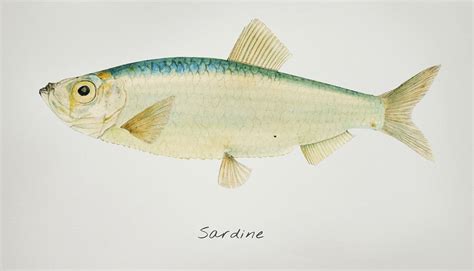 Drawing of antique fish Sardine | Free Photo Illustration - rawpixel