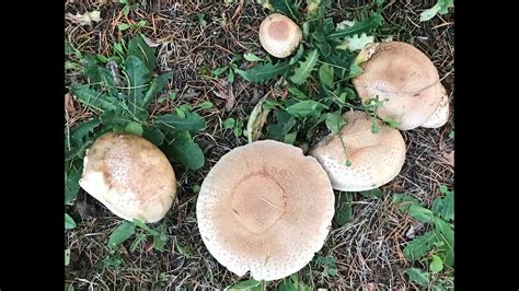 Champignon Amanite Panth Re Amanita Pantherina Les Chapeaux Ph M Res