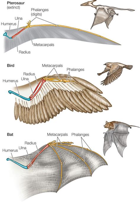 Bat Wing Anatomy