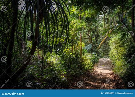 A Pathway Leading Through Rainforest In A Jungle In Singapore Asia