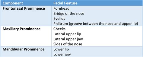 9 Development Of The Head And Neck Simplemed Learning Medicine