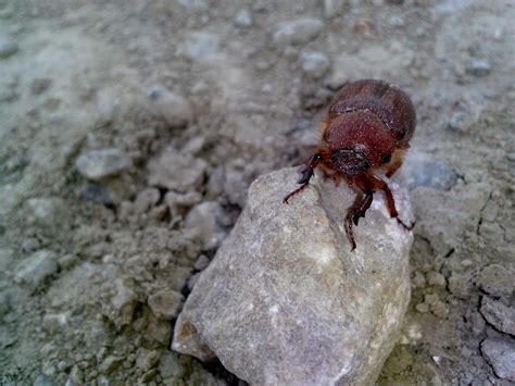 Free picture: big, red, beetle, insect, ground