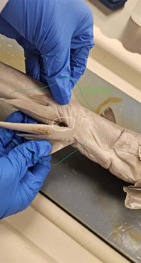 Shark Ventral View Undissected Diagram Quizlet