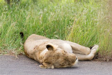 Kruger National Park Lioness Injured In Fight Lying In Road Stock