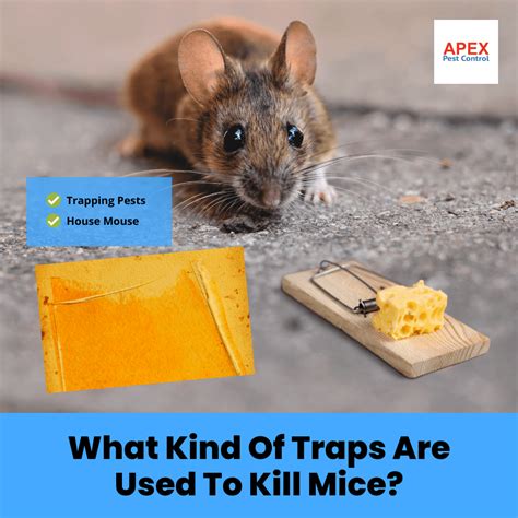 Stop Mice Infestations with Effective Pest Control