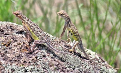 Lizards Tucson Herpetological Society