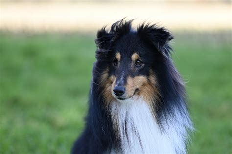 Shetland Sheepdog Sheltie Dog Free Photo On Pixabay