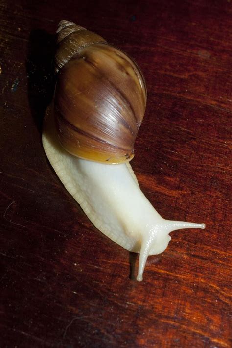 Achatina Reticulata Albino Body Cimum Glencarex