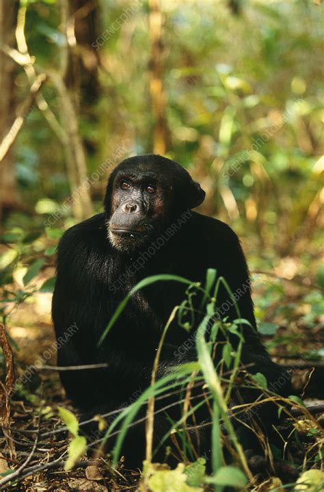 Chimpanzee Stock Image C0045387 Science Photo Library