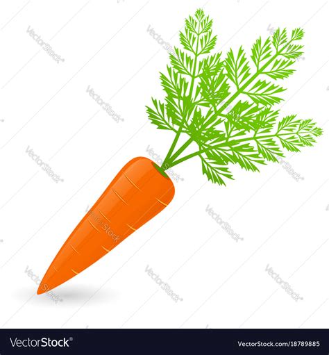 Carrot isolated Royalty Free Vector Image - VectorStock