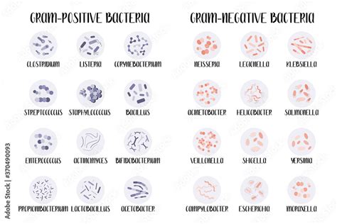 Gram Positive And Gram Negative Bacteria Bacteria Classification