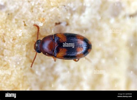 Pest Hi Res Stock Photography And Images Alamy