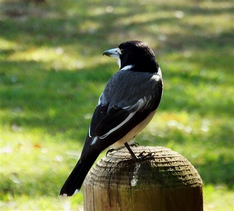 Grey Butcher Bird Olympus Digital Camera Veronica George Flickr