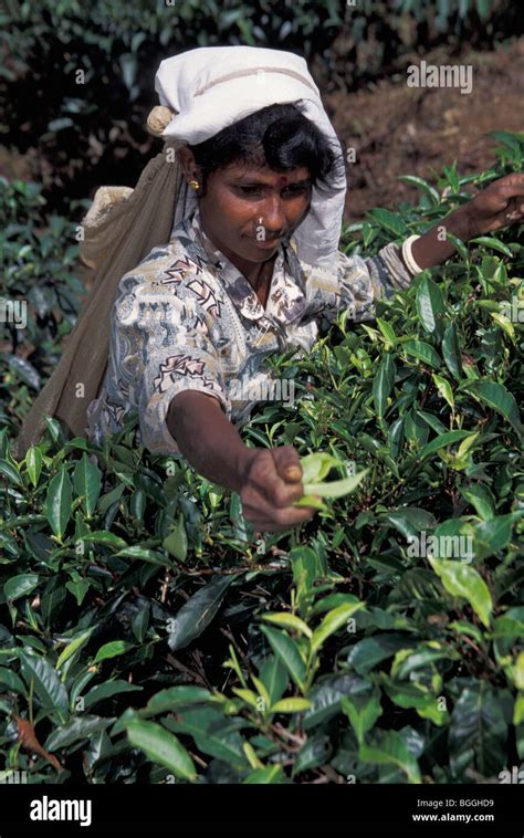 Tea pluckers, Hali Ella, Sri Lanka Stock Photo - Alamy