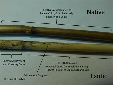 Winter Identification Of Native And Exotic Phragmites Subspecies In Se