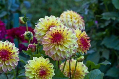 Anemone Flowered Dahlia Flower Stock Image Image Of Site Vancouver