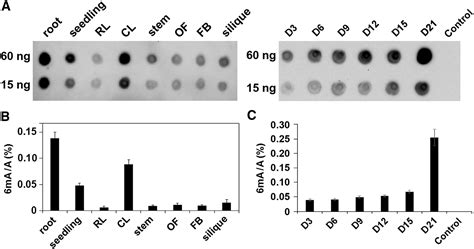 Dna N6 Adenine Methylation In Arabidopsis Thaliana Developmental Cell