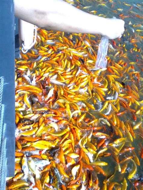 Arghentrocks A Taste Of The Philippines Nuvali Philippines Koi Carp