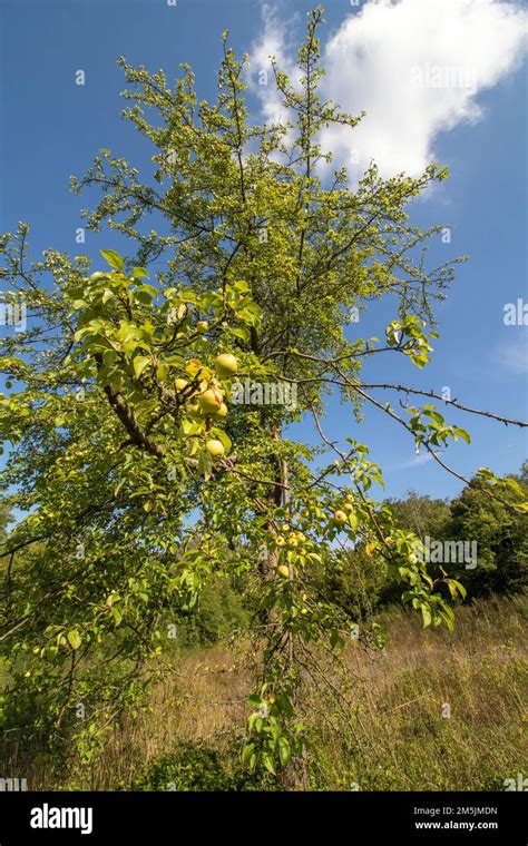 Classic Landscape With Prominent Wild Apple Tree Withsummer Sunshine