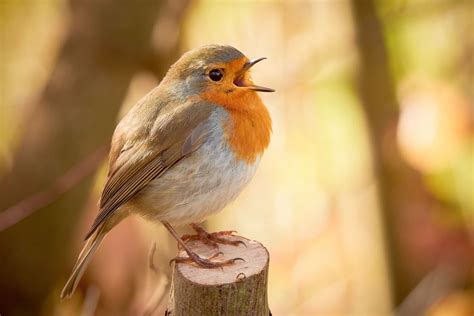 Pourquoi Les Oiseaux Chantent