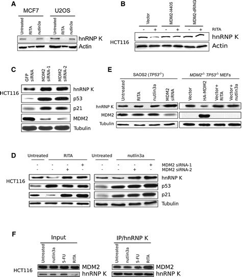 MDM2 Dependent Downregulation Of P21 And HnRNP K Provides A Switch