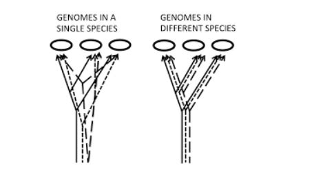 Notes on Biological Species Concept