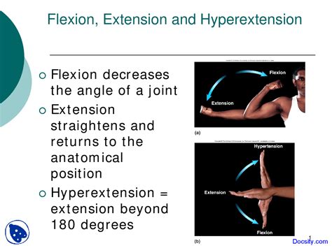 Hyperextension Anatomy