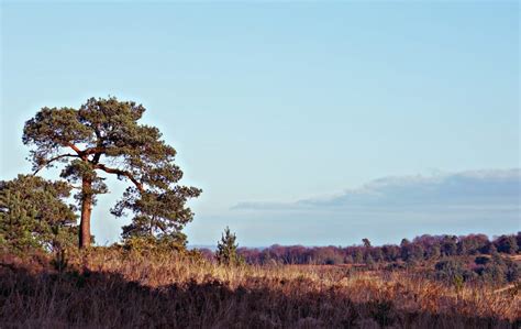 Ashdown Forest Winnie the Pooh style walk - Wild About Here