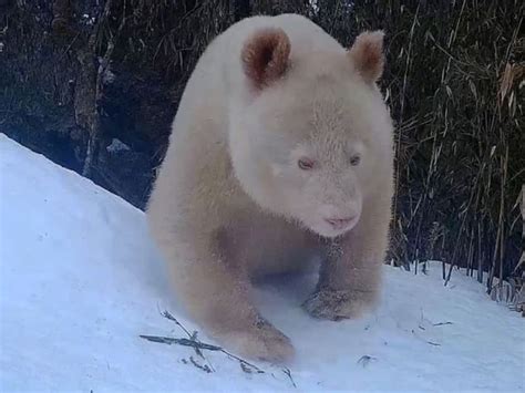 Rare albino giant panda spotted again at China’s Wolong nature reserve ...