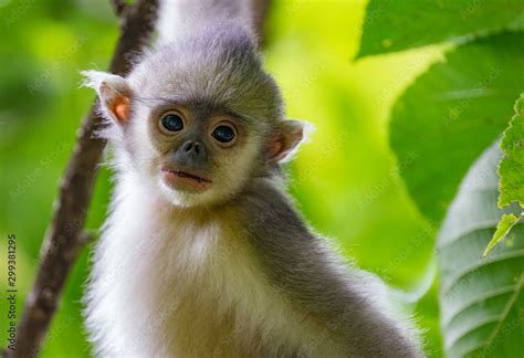 Black And White Snub Nosed Monkey Rhinopithecus Bieti Stupsnasenaffe