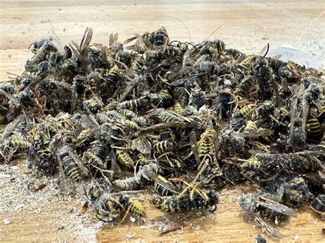 Not today wasps, not today. : r/WaspHating
