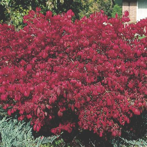 Dwarf Burning Bush Compactus Euonymus Alatus Mygardenlife