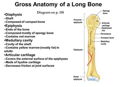 anatomy Anatomy Of A Typical Long Bone of long bone and chemical ...